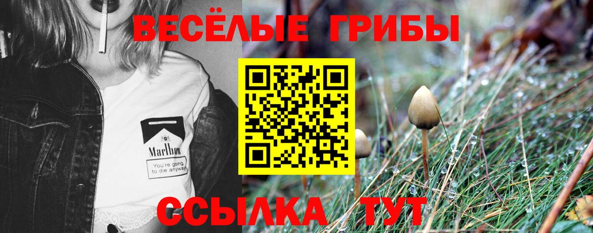 Звенигород  где продают наркотики  Вход с VPN  Псилоцибиновые грибы Psilocybe 